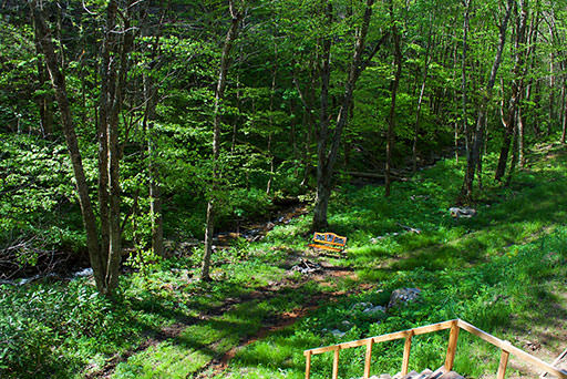 Meadow and stream in spring in Mountain Creek Cabin in Maggie Valley, NC